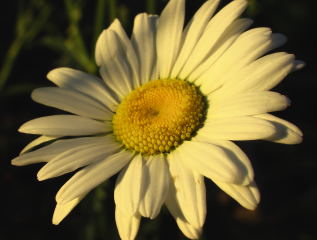 daisy